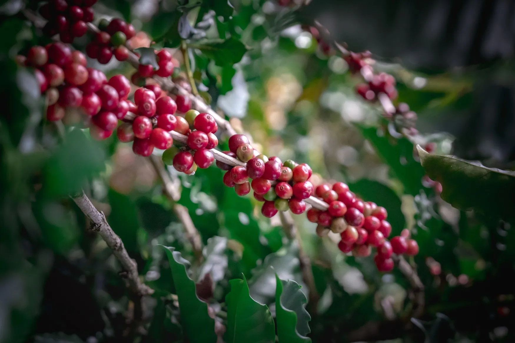 Ripe red coffee cherries growing on the branch of a coffee plant.