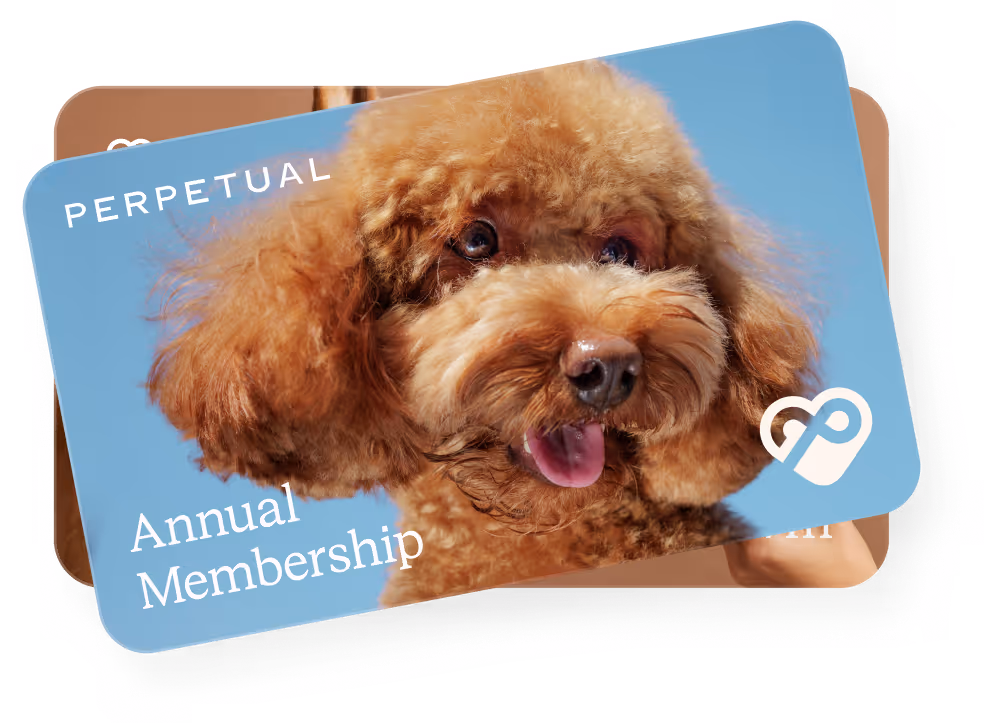 Membership card with a photo of a happy brown poodle on a blue background, labeled Perpetual Annual Membership.