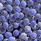 Close-up of a cluster of blue spherical cells under a microscope.