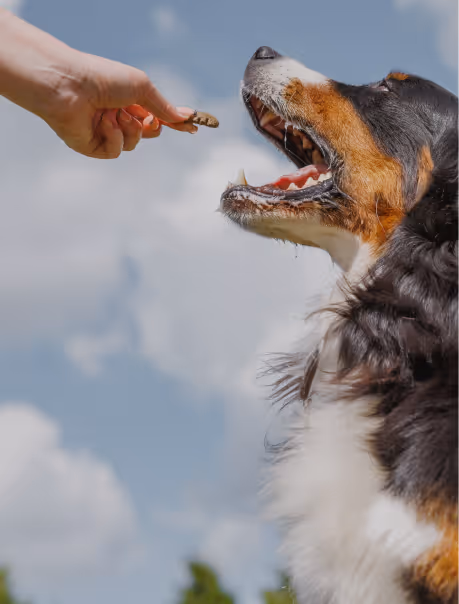 Hand offering a treat to a happy Bernese Mountain Dog with mouth open against a blue sky.
