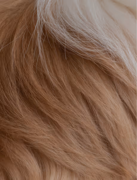 Close-up of soft, layered brown and white fur.