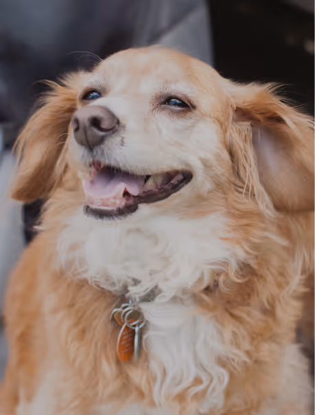 Close-up of a smiling fluffy light brown dog with a white chest and a collar with tags.