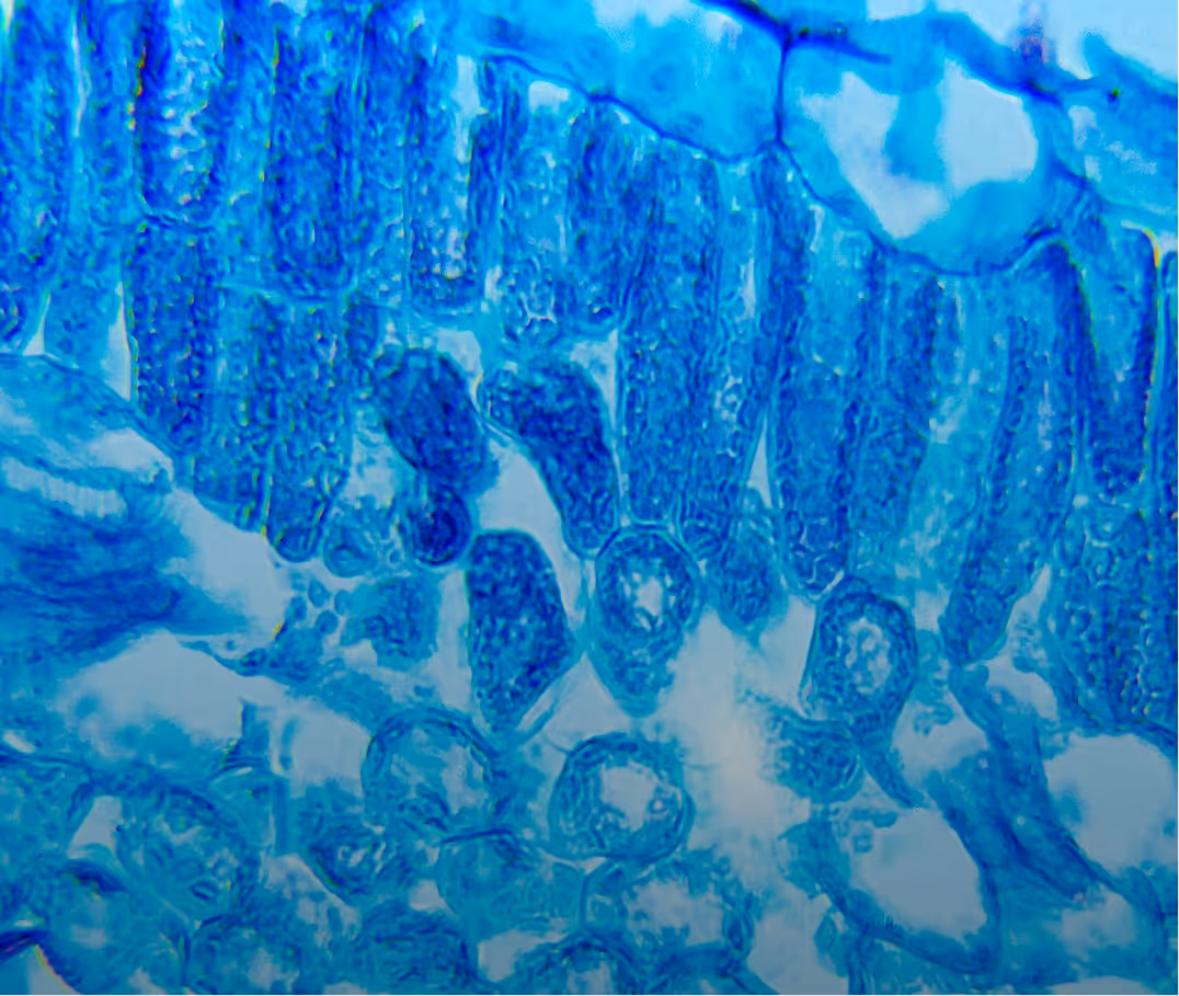 Microscopic view of blue-stained plant cells showing elongated and circular cell structures.