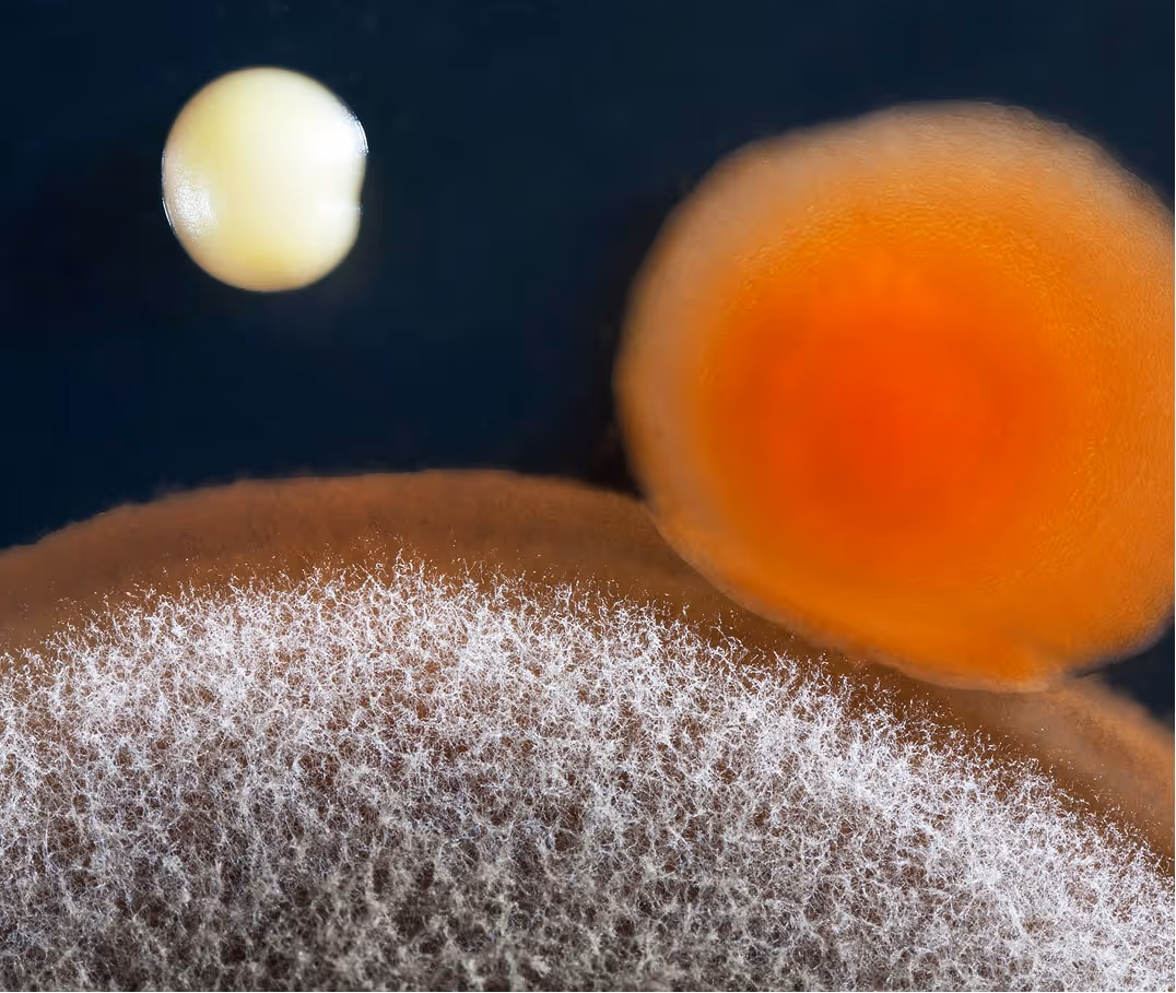 Close-up of three differently colored mold colonies with fuzzy textures on a dark background.