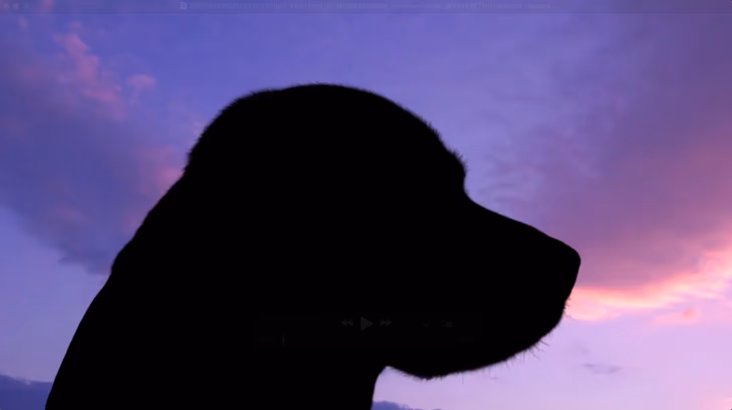 Silhouette of a dog's head against a purple and pink sunset sky.