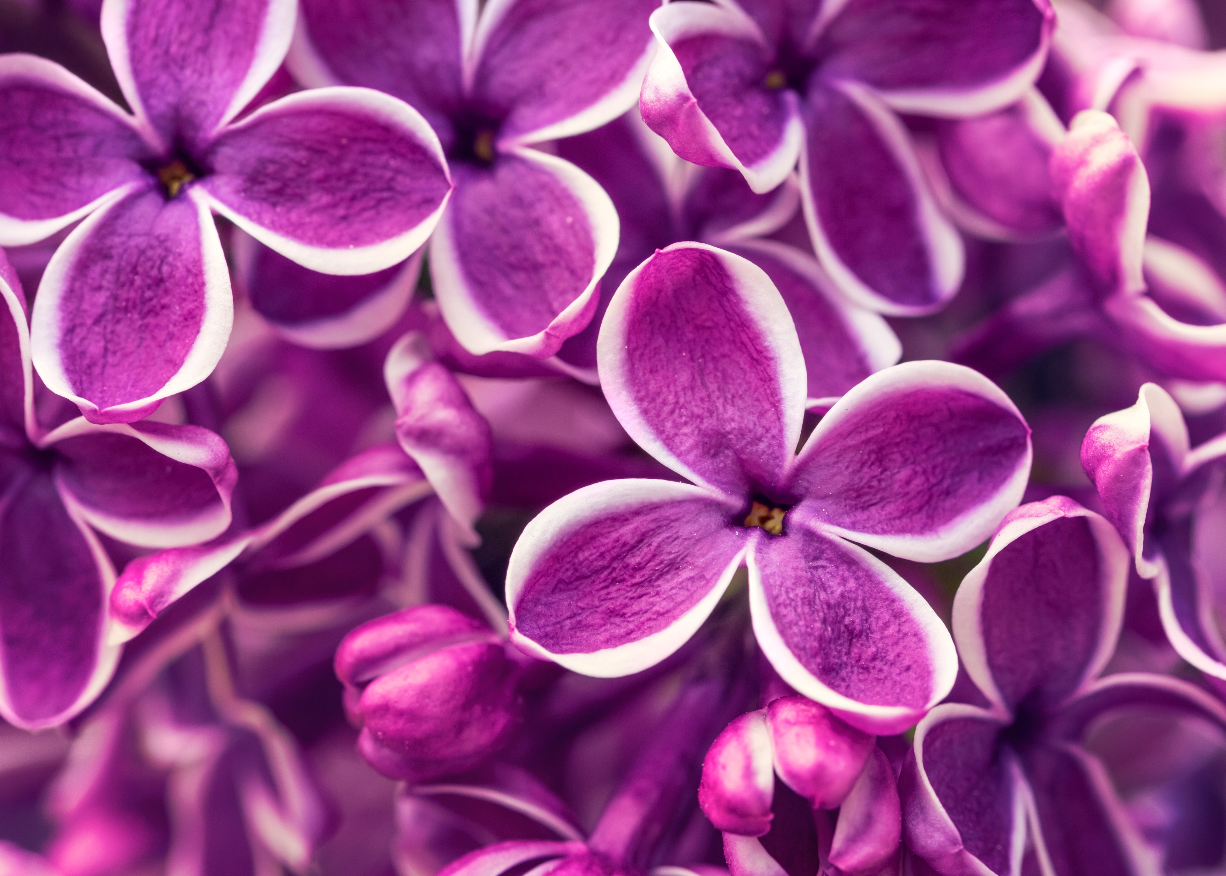 A purple flower background