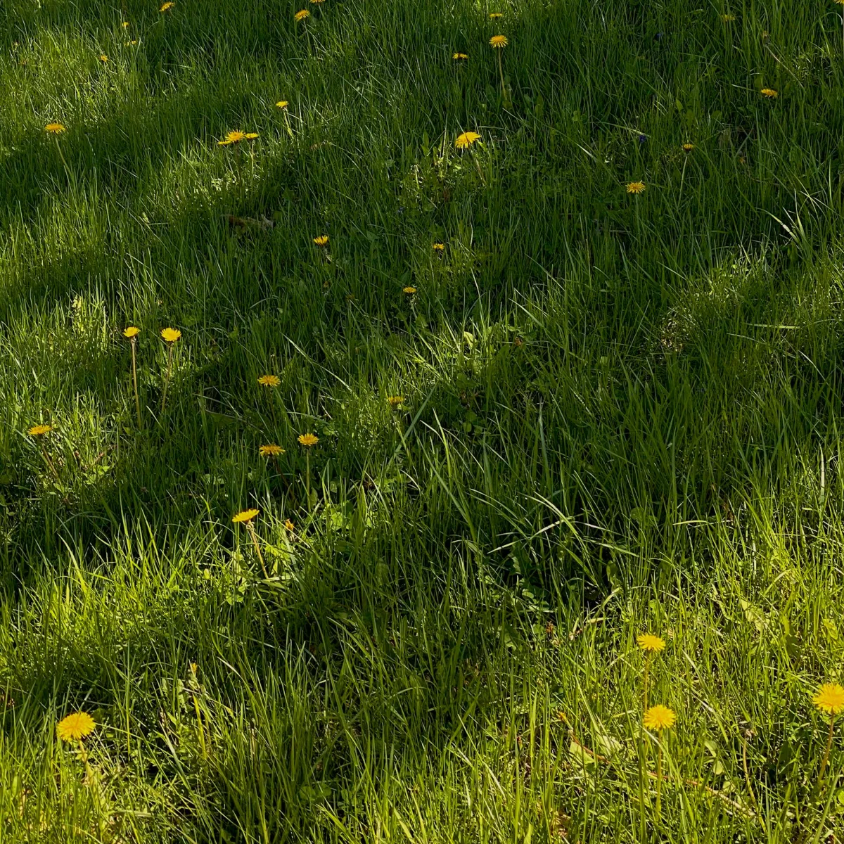 flowers in grass. Parsons Empowerment. Mental health therapy and counseling for trauma and grief in North Richland Hills TX