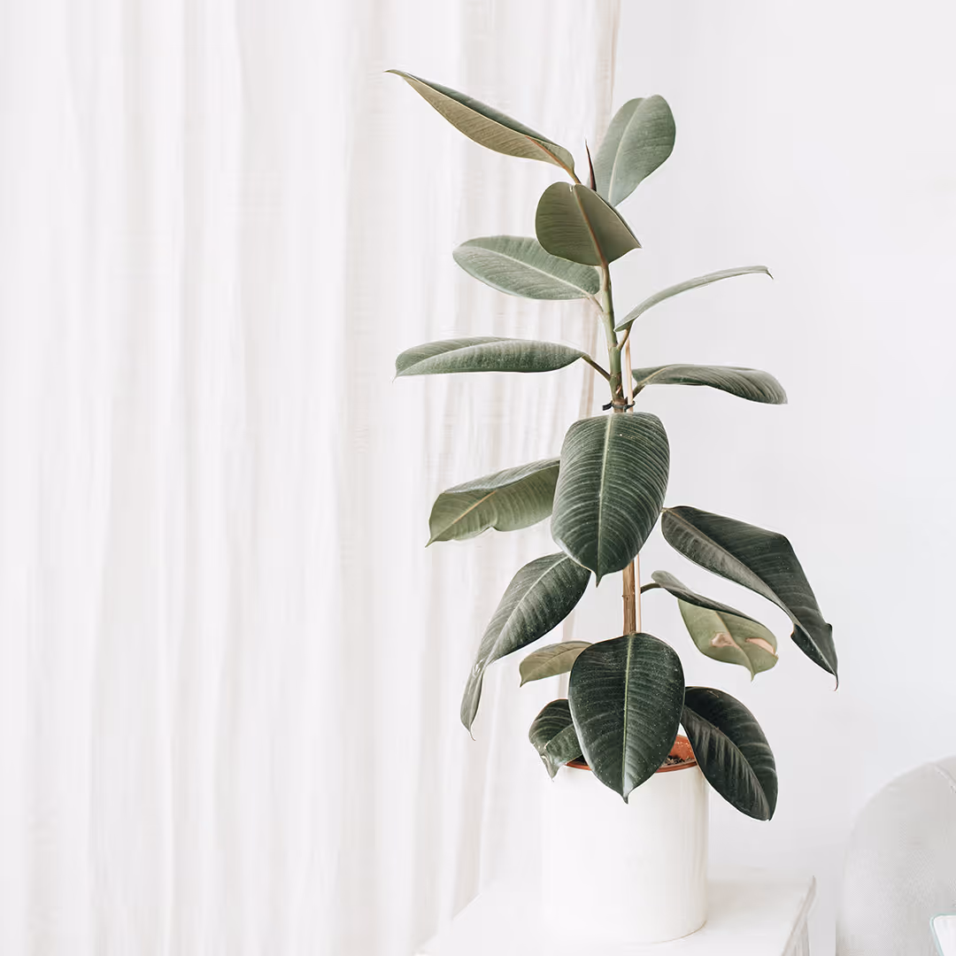 plants. Parsons Empowerment. Mental health therapy and counseling for trauma and grief in North Richland Hills TX