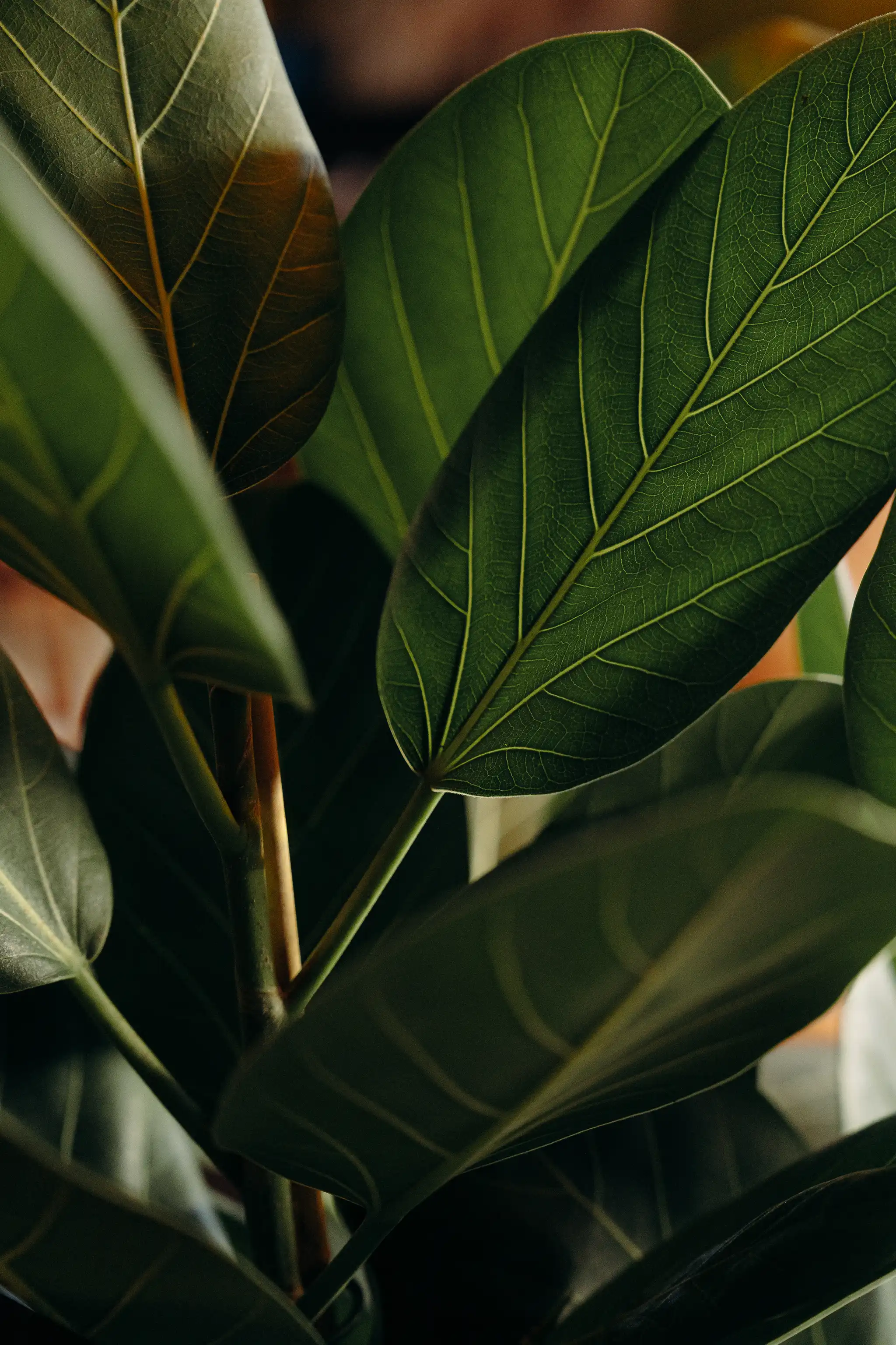 Close-up of dark green leaves with prominent veins on a plant stem in low light.