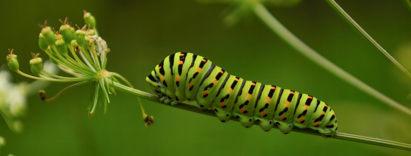 Conversion Without Transformation: The Hidden Risk in AI Adoption