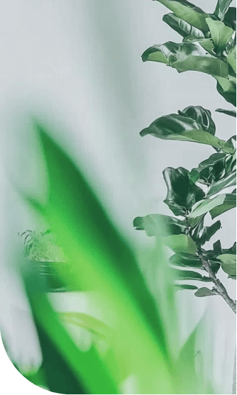 Holistic dental care