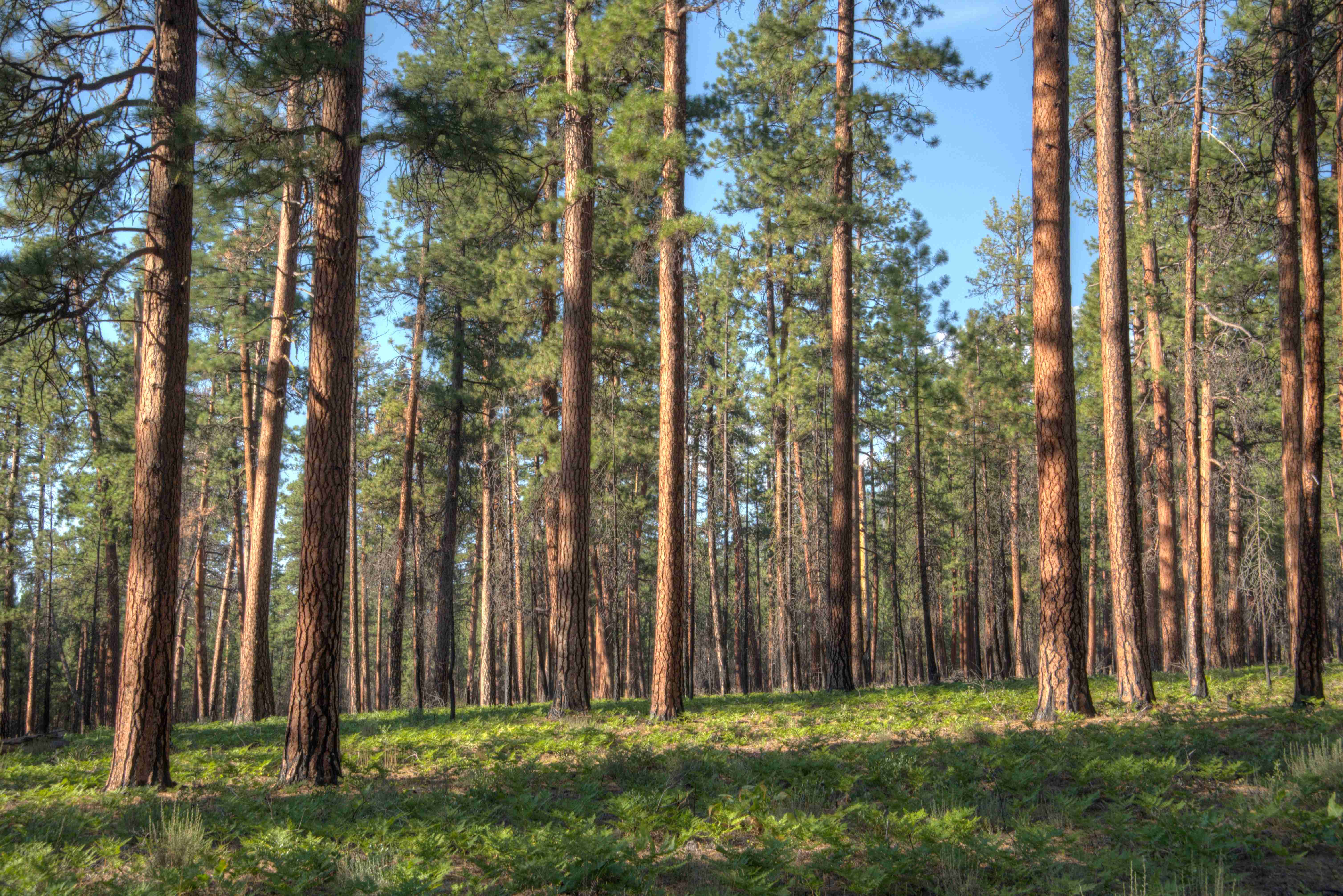 healthy ponderosa forest