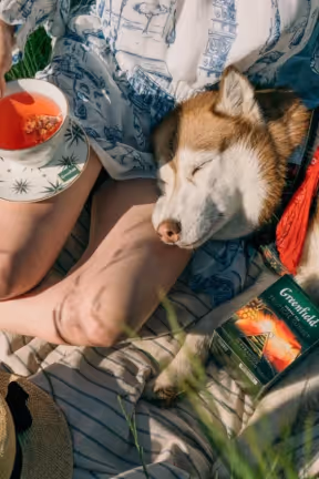 Husky dog resting its head on a person's lap while they hold a cup of tea outdoors.