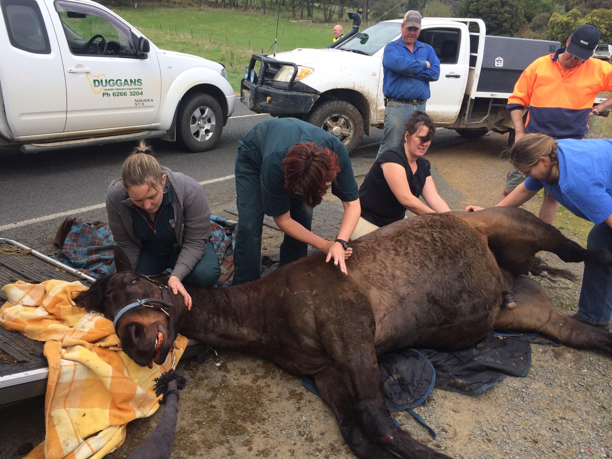 image of a vet examining a dog outdoors