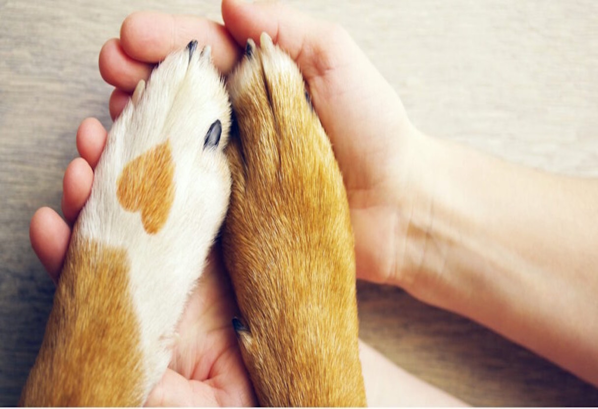 image of hand and paw in euthanasia 