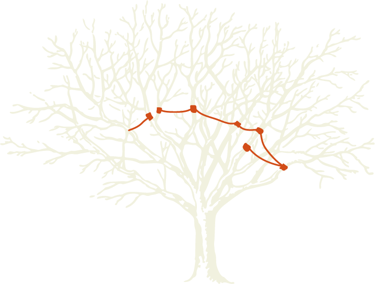 Illustration eines Baums mit farblichen hervorgehobenen Kronensicherungsmaterial im Geäst zur Veranschaulichung einer Kronensicherung