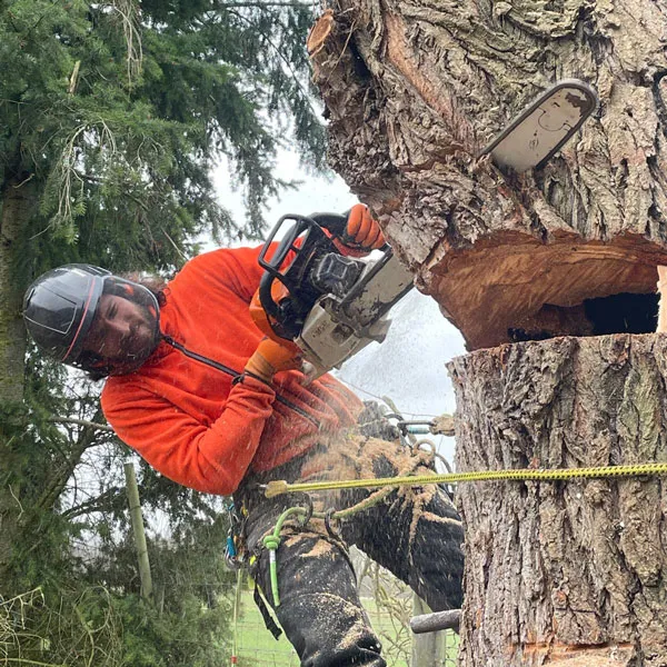 Baumkletterer sägt einen Fällkerb in eine zuvor abgetragene Säulenpappel
