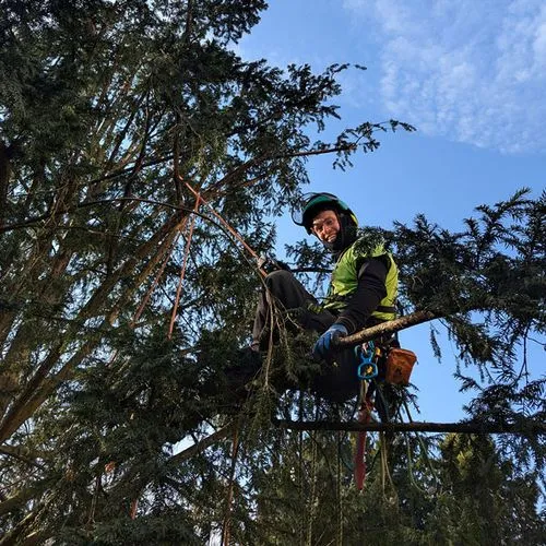 Baumkletterer in einer Eibe hängend bei einer Kroneneinkürzung