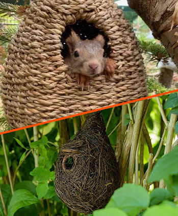 Eichhörnchen sitzt in einem Brutkobel und schaut hinaus.