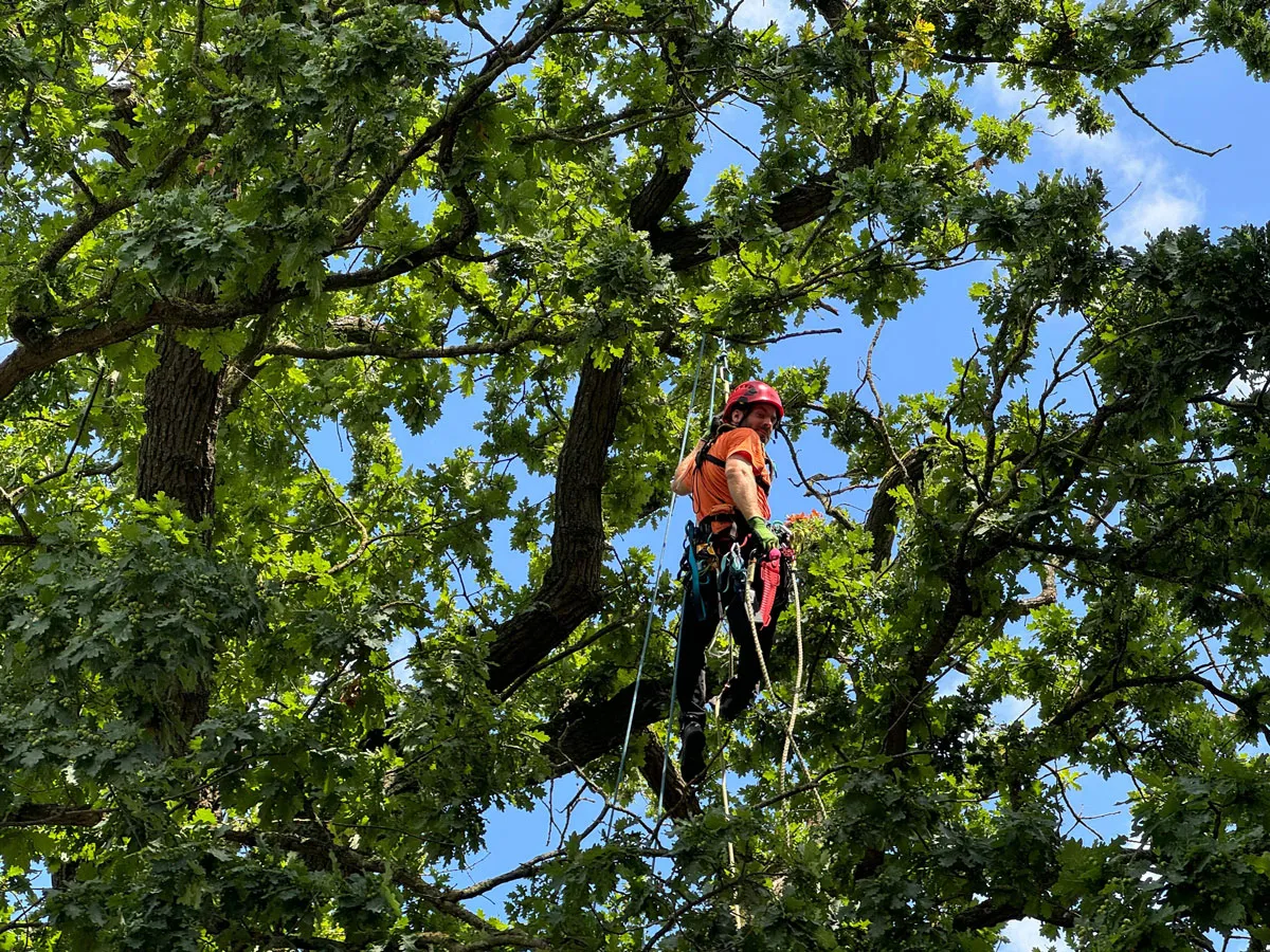 Baumpfleger in einer Eichenkrone