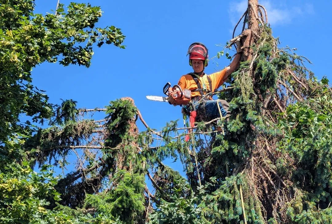 Worker wearing safety gear trimming a tall tree with a chainsaw against a clear blue sky.