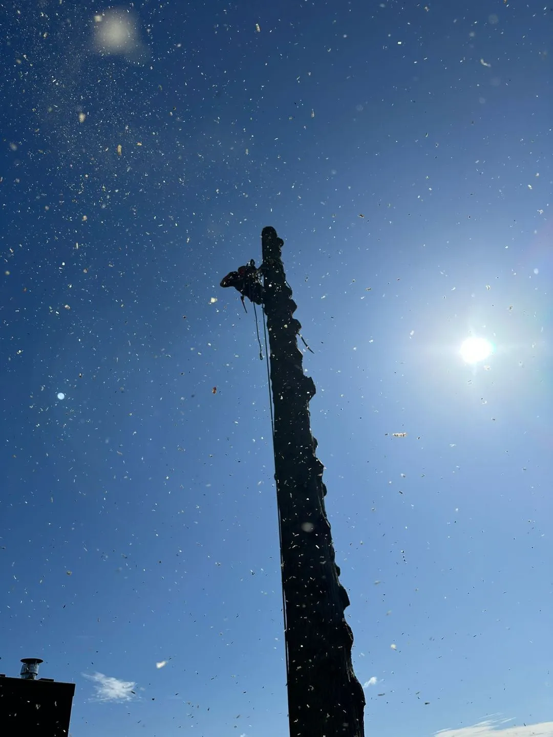 Person climbing a tall, stripped tree trunk against a clear blue sky with flying debris illuminated by bright sunlight.