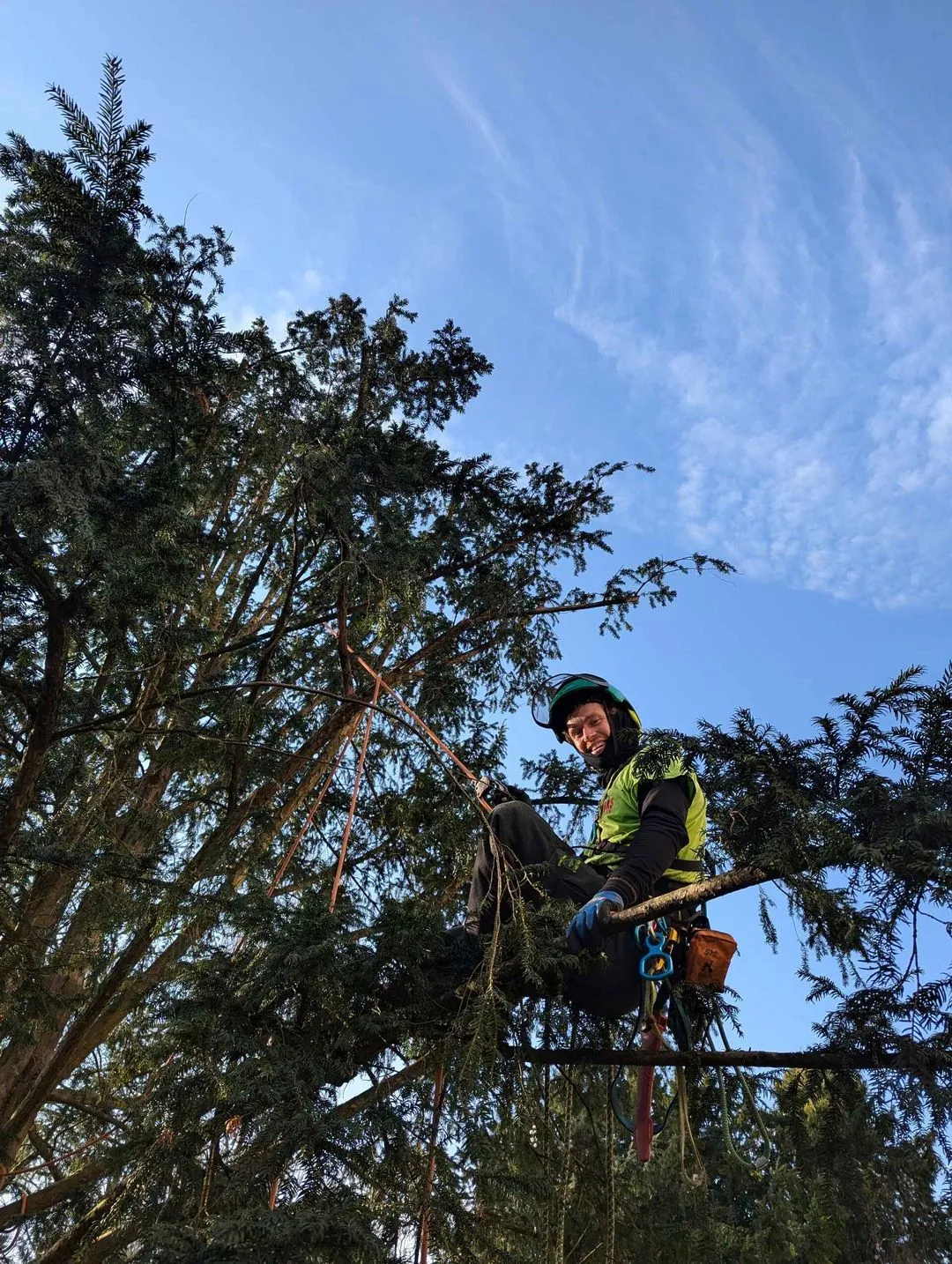 Baumpfleger in einer Eichenkrone