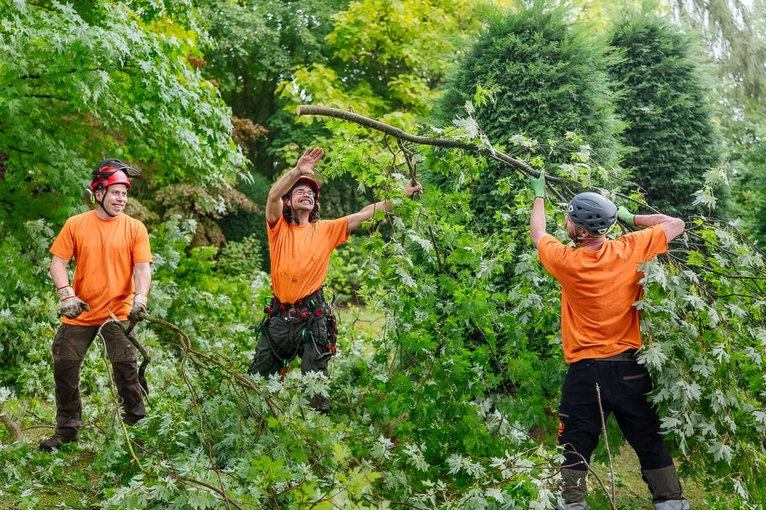 3 Baumpfleger räumen die Äste einer Kroneneinkürzung weg