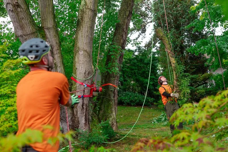 Zwei Baumpfleger in einer Baumkrone 