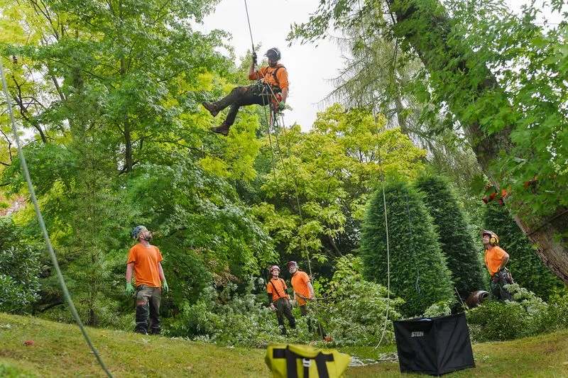 Five arborists wearing orange shirts and helmets performing tree climbing and rope work in a lush green forest area.