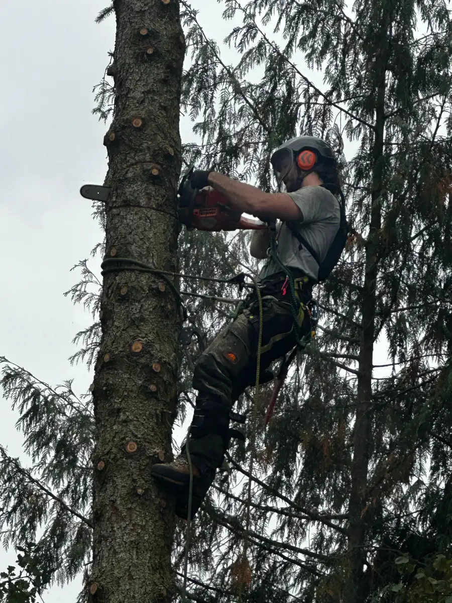 Zwei Baumpfleger in einer Baumkrone 
