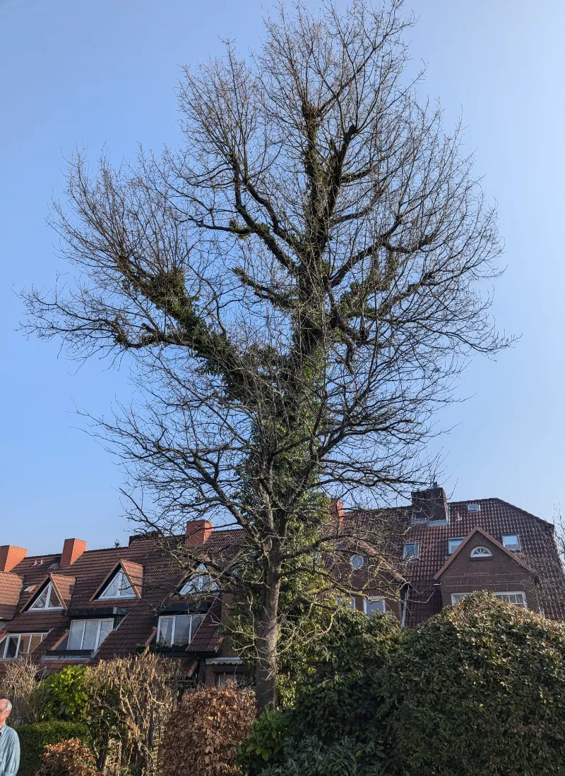 Baumpfleger in einer Eichenkrone