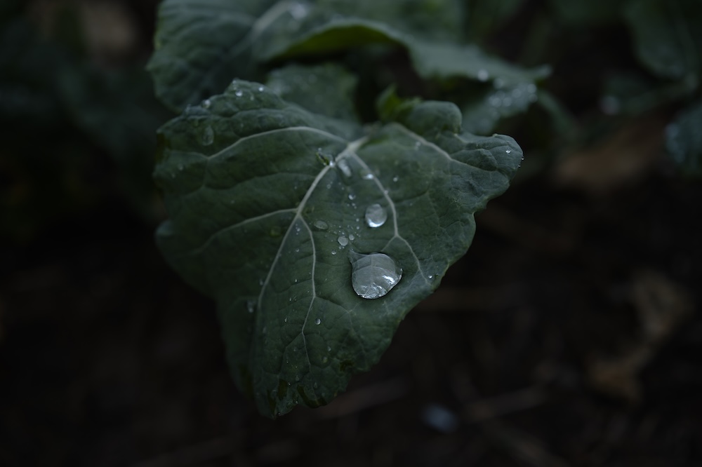 Single Portfolio Image