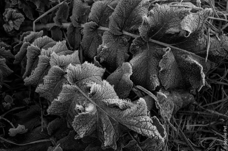 Single Portfolio Image