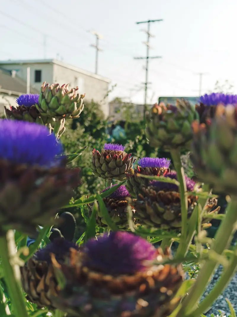 Blooming purple artichoke flowers in an urban garden