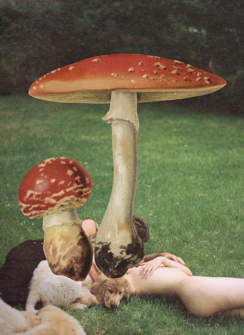 Surreal illustration of giant red mushrooms over people lying in the grass