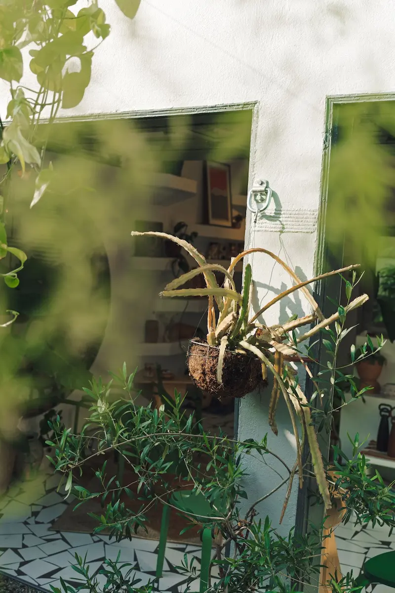 Dried hanging plant in a shop window framed by olive branches