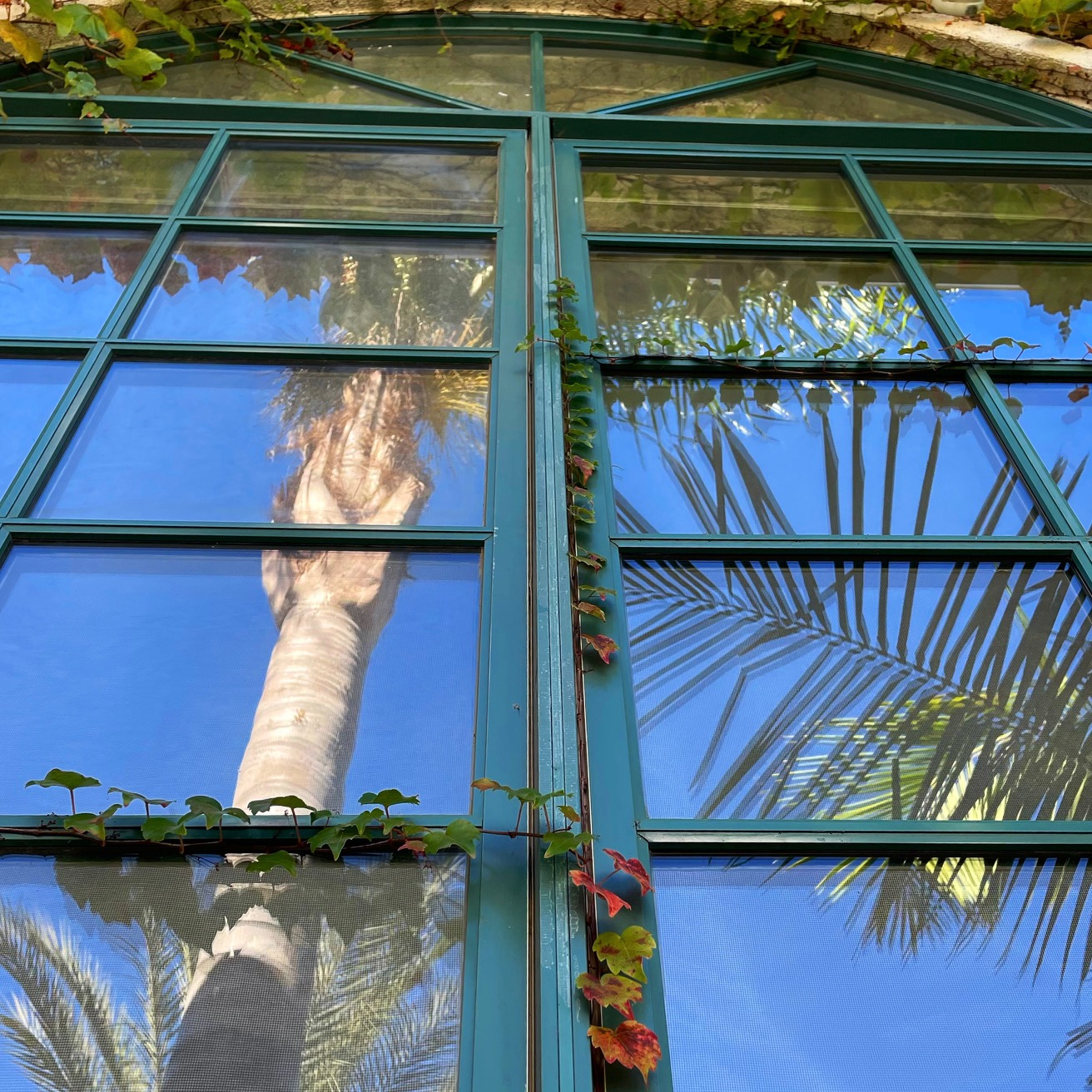 Green-framed window panels reflecting palm trees and blue sky with some ivy climbing around the edges.