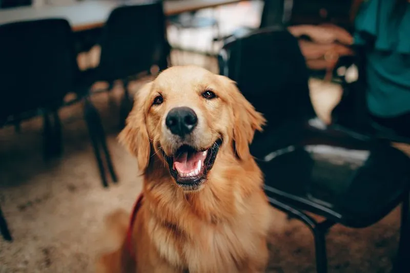A golden retriever dog looking at the camera.