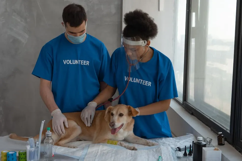 A veterinarian and a volunteer are checking up on a dog's health.