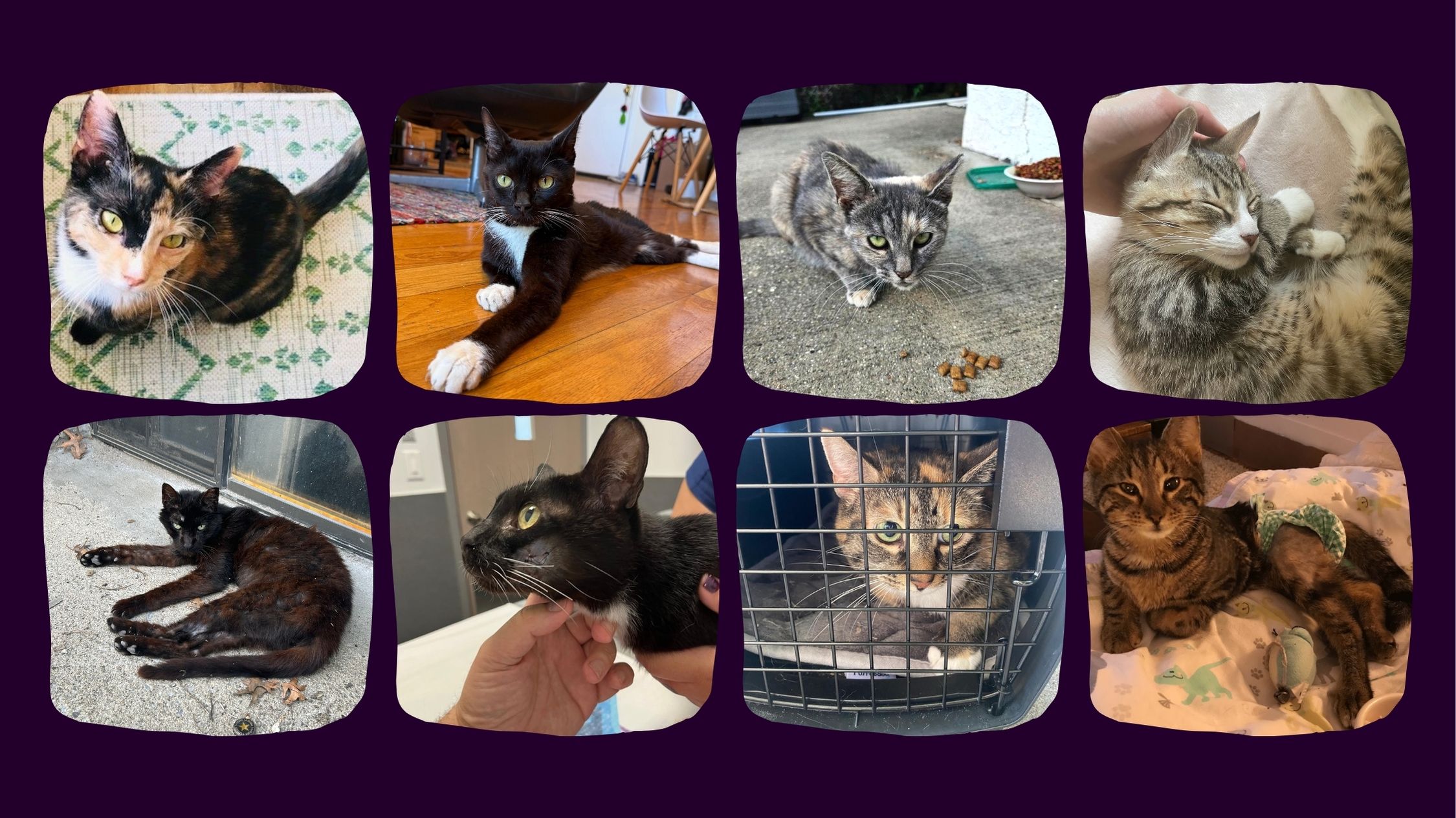 Multiple rescued cat portraits representing the general cat rescue fund. Diverse cat fur coloring - from tabby, tuxedo, to pure black, chocolate, and silver tabby. 