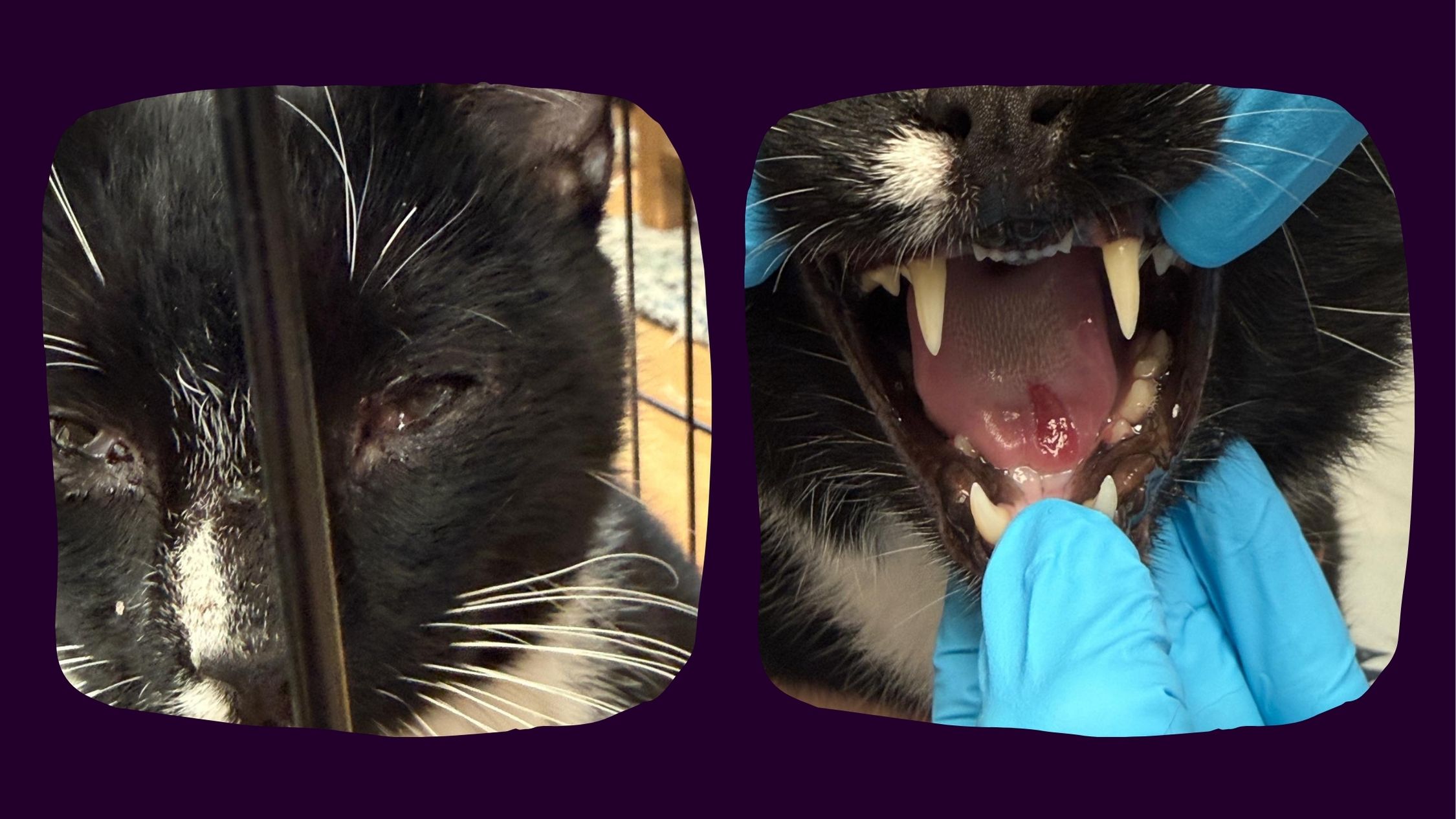 Mr. Blinks, represented in the photo, a rescue cat with a tongue ulcer and eye entropion condition. Tuxedo cat with a white spot on the nose. 