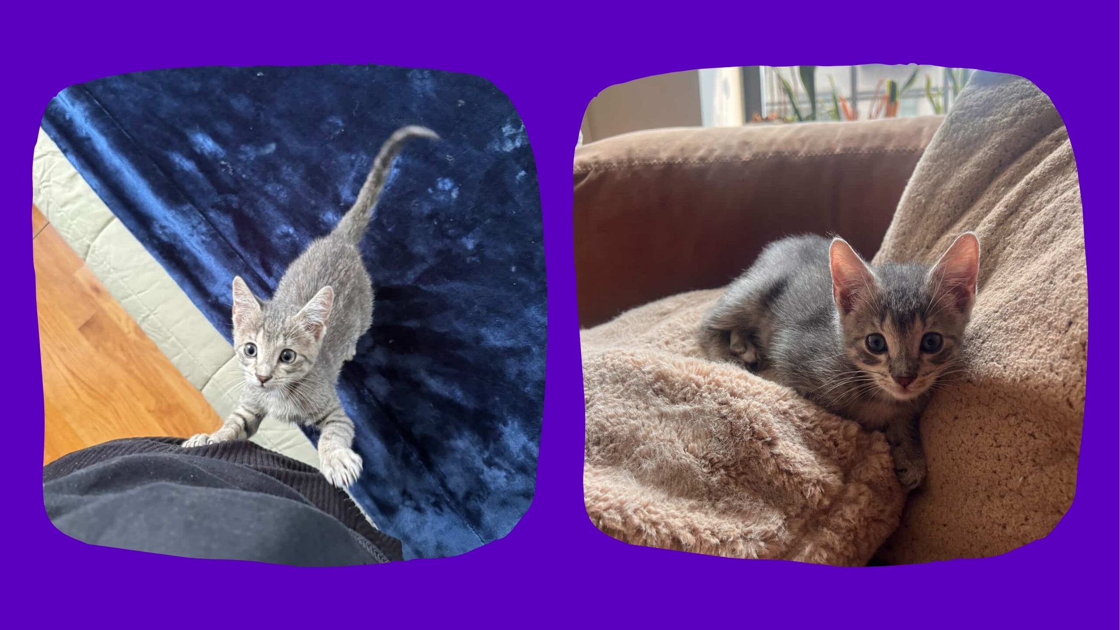 Simon, a small kitten inside a foster home, is portrayed. Grey coat - tabby.