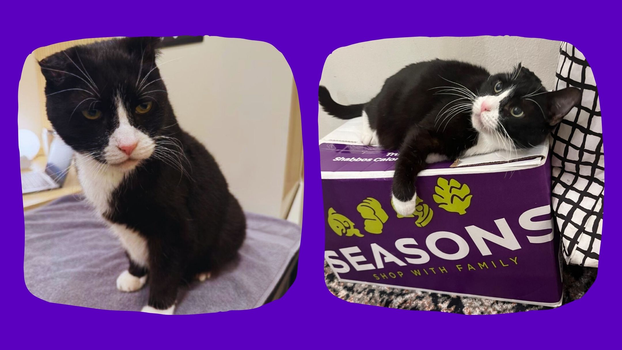 Felix, a cat relaxing inside a foster home, is sitting on the bed and on the box. Tuxedo cat.