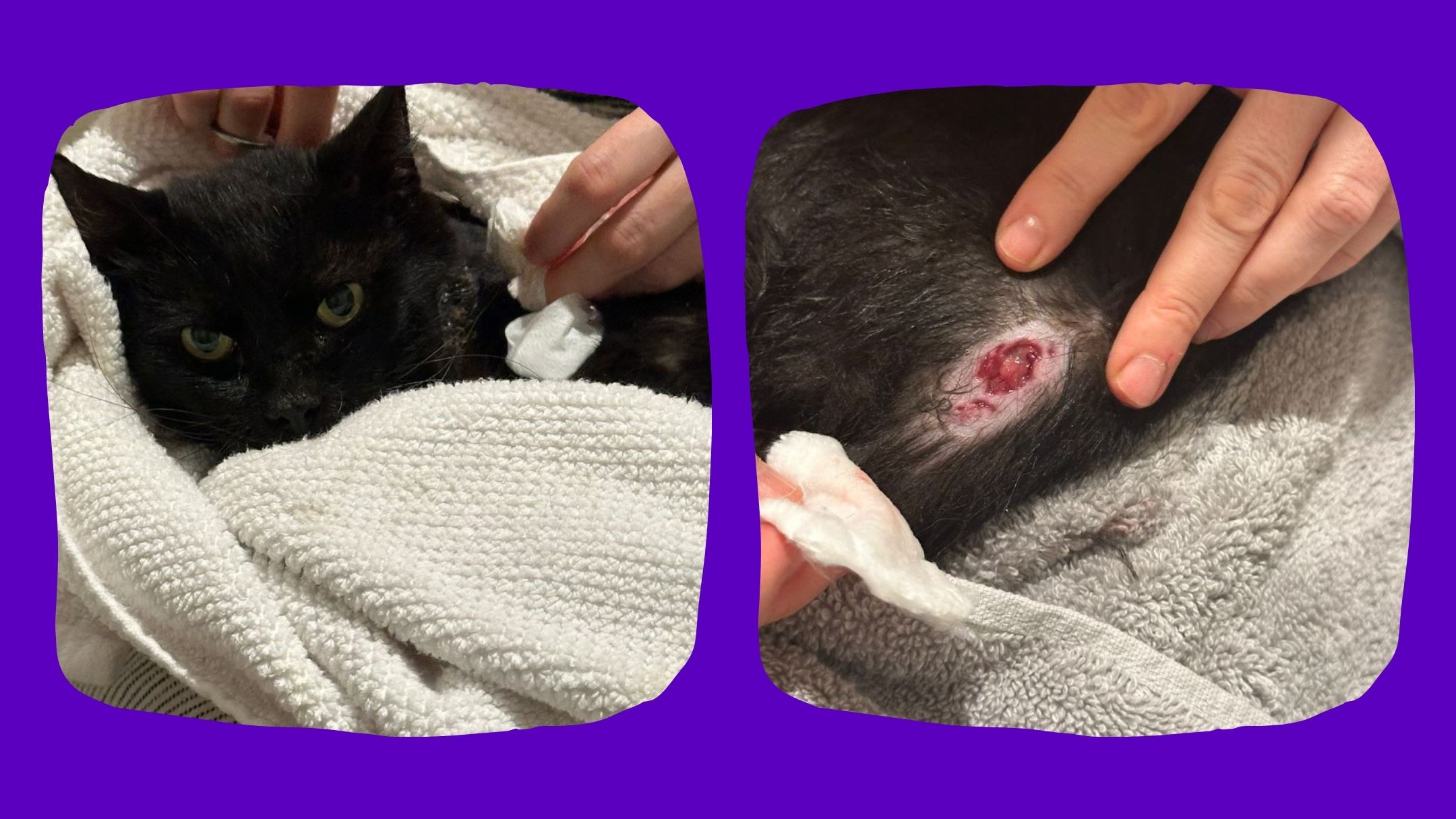 Deo, a rescue cat looking toward the camera, is held in the arms; his wounds on the neck are visible. Black cat.