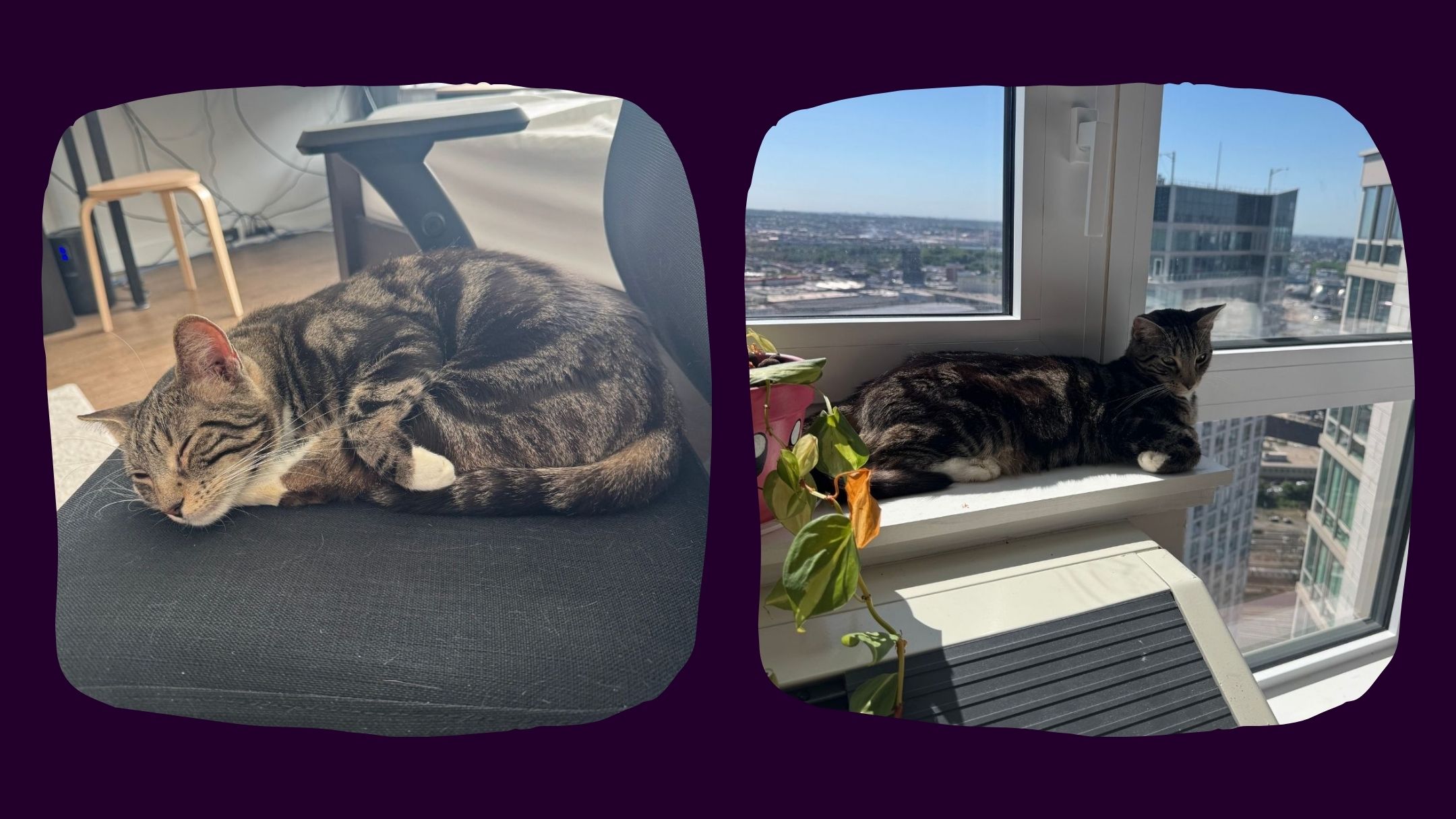 McLean, a cat inside a foster home, is sitting on the armchair and windowsills. Chocolate tabby cat.