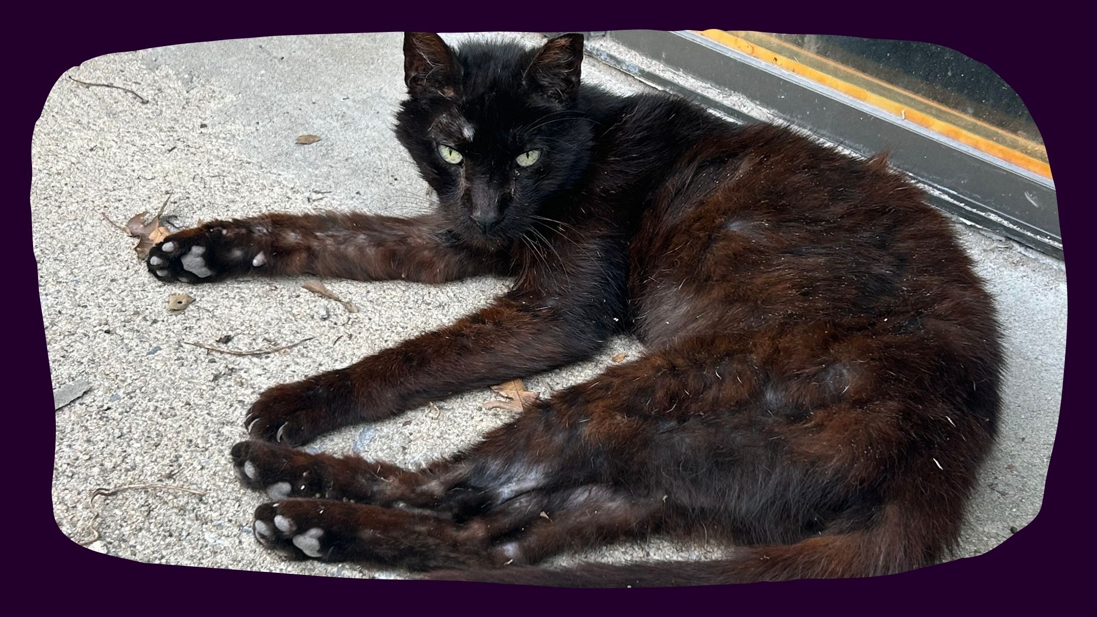 Stevie, a street cat lying on the ground outdoors, is sick and skinny. Black cat.