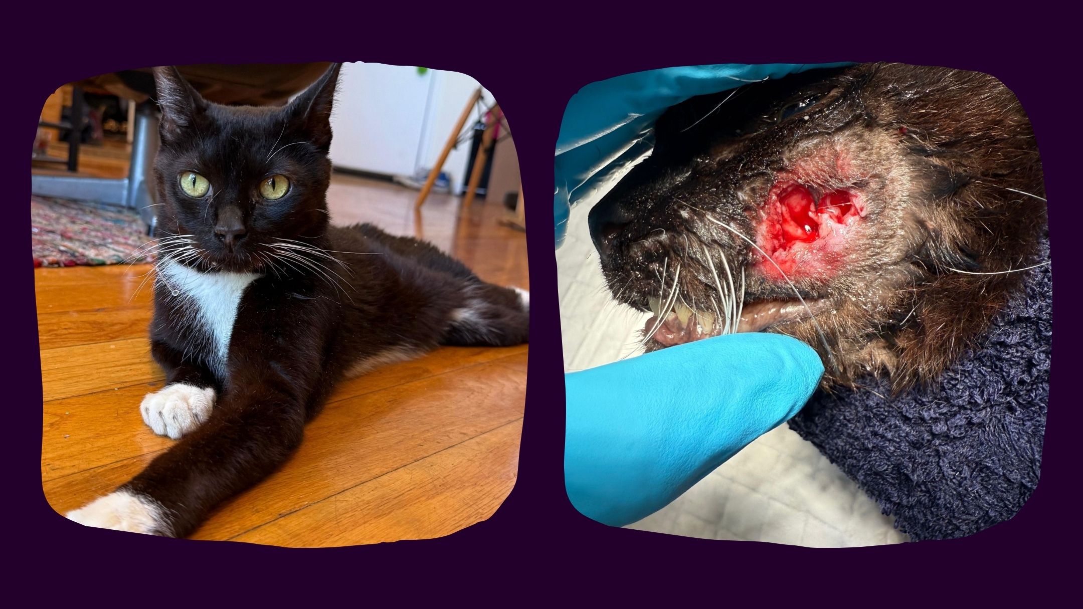 Charlie, a rescue cat with a visible abscess on his cheek. Portrait photo included, beautiful tuxedo cat. 