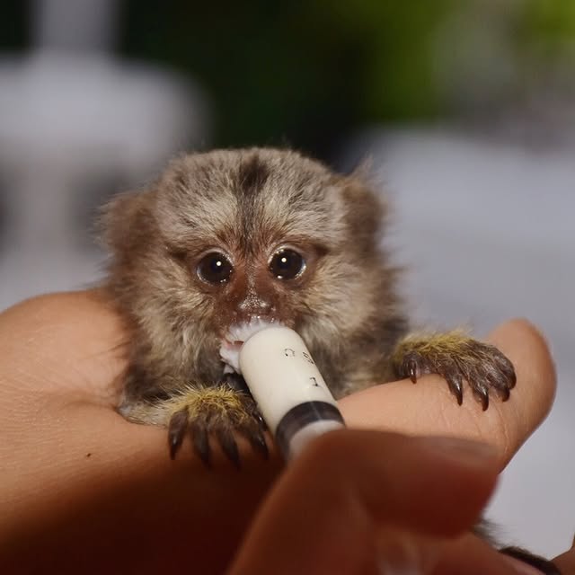 finger monkey price