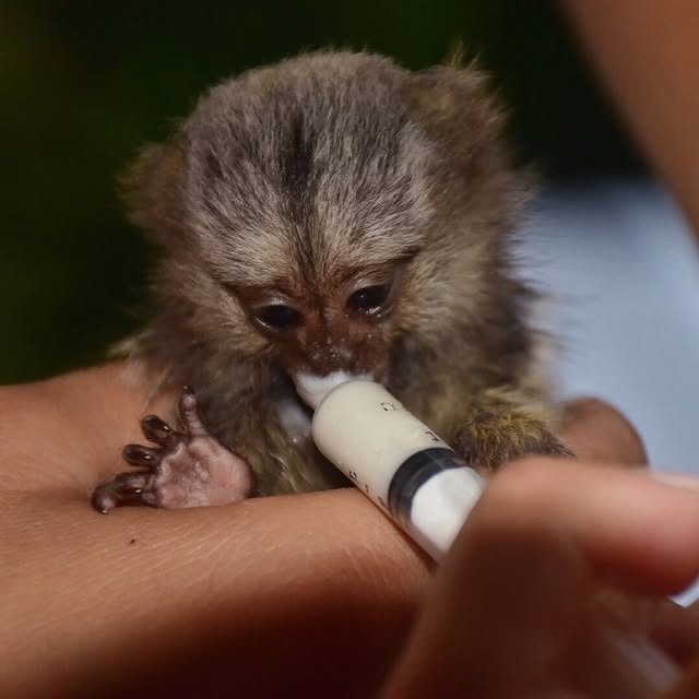 pet monkey for sale